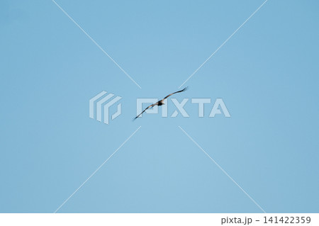 Black kite soaring high in a clear blue sky with wings fully spread. Minimalist wildlife image, freedom, and power of this majestic bird of prey in flight. Black kite soaring high in a clear blue sky with wings fully spread. Minimalist wildlife image, freedom, and power of this majestic bird of prey in flight. 141422359