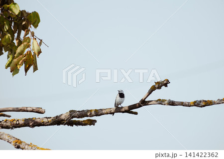 A white wagtail perches on a tree branch against a clear blue sky. A minimalist wildlife shot of a small songbird in its natural habitat. 141422362