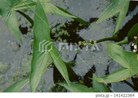 Green arrowhead plants growing in shallow freshwater with algae and reflections in a natural wetland environment. Green arrowhead plants growing in shallow freshwater with algae and reflections in a natural wetland environment. 141422364