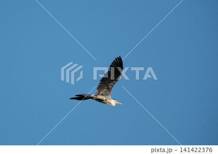Grey heron flying across a clear blue sky, viewed from below with wings fully extended Grey heron flying across a clear blue sky, viewed from below with wings fully extended 141422376