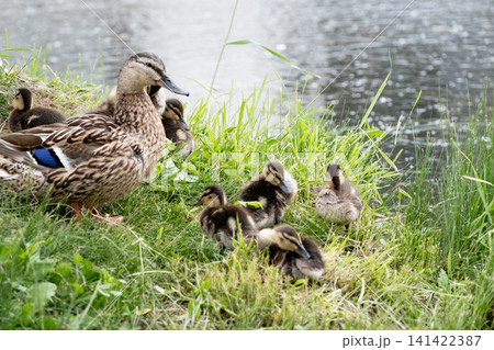 A female duck with ducklings on the shore of a lake during a summer rain 141422387