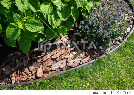 Decorative garden border with bark mulch and flowering plants Decorative garden border with bark mulch and flowering plants 141422558