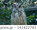 Eurasian eagle-owl perched among green foliage 141422783