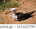 Black-winged stilt resting on sandy ground 141422785