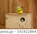 Budgies near a wooden nesting box 141422864