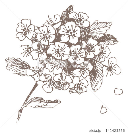 Crataegus flower outline. Vector spring illustration of whitethorn blossoms. Retro style clipart for cosmetics and perfumes. Imitation of vintage engraving technique. Spring hawthorn branch. 141423236