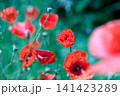 Red poppy flower in the field. Meadow with blooming poppy flowers.  141423289