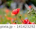 Red poppy flower in the field. Meadow with blooming poppy flowers.  141423292