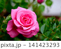 Macro blooming pink rose close up. Pink rose head blooming.  141423293