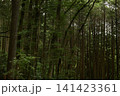 森の中から1 141423361