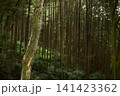 森の中から2 141423362