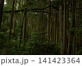 森の中から4 141423364