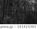 森の中から5 141423365