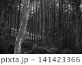 森の中から6 141423366