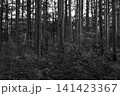 森の中から7 141423367