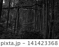 森の中から8 141423368