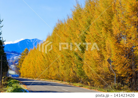 カラ松の紅葉 カラ松の紅葉 141423420