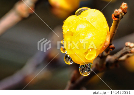 雨後のロウバイの花 雨後のロウバイの花 141423551