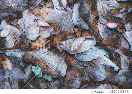 Close-Up of Frosted Autumn Leaves on Forest Floor in Cold Weather Close-Up of Frosted Autumn Leaves on Forest Floor in Cold Weather 141423578