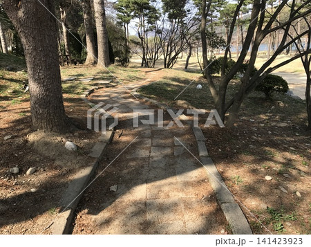 Winding stone path through a sunny pine forest park with a white rabbit in the distance, Namiso Island, South Korea Winding stone path through a sunny pine forest park with a white rabbit in the distance, Namiso Island, South Korea 141423923