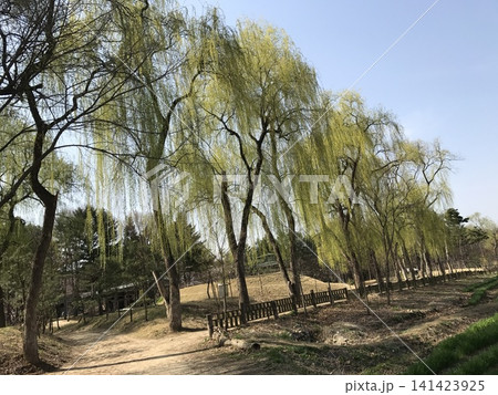 Spring landscape with weeping willow trees in full bloom under clear blue sky, South Korea Spring landscape with weeping willow trees in full bloom under clear blue sky, South Korea 141423925