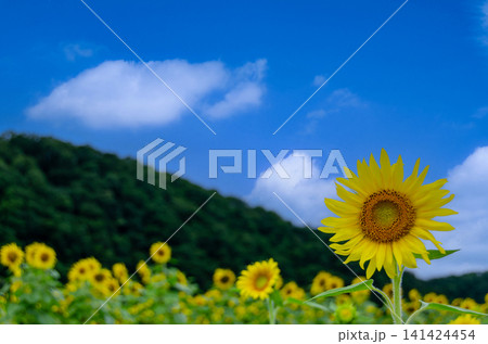夏空と向日葵畑の美しい風景 夏空と向日葵畑の美しい風景 141424454