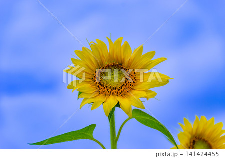 夏の青空と鮮やかなひまわりの花 夏の青空と鮮やかなひまわりの花 141424455