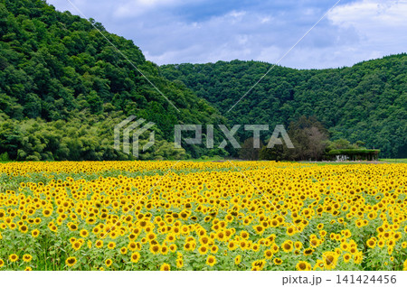 夏の青空と緑の山々を背景にしたひまわり畑 141424456