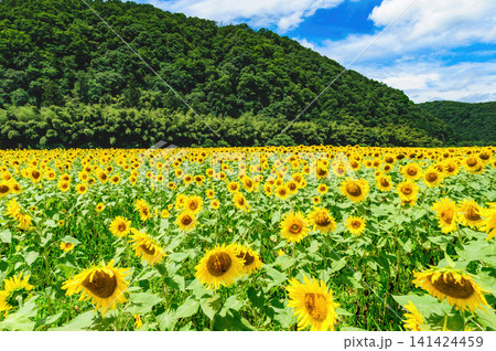 一面に広がるひまわりと夏の山 141424459