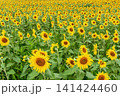 一面に広がるひまわり畑 141424460