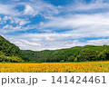 夏の風物詩 一面に咲き誇るひまわり畑と青空 141424461