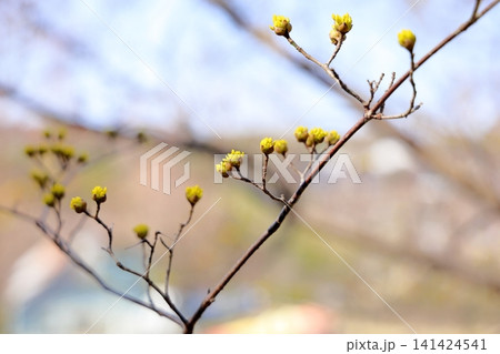 サンシュユの花 春黄金花 サンシュユの花 春黄金花 141424541