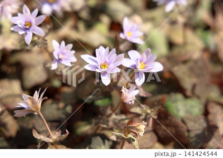 優雅 春花 ユキワリイチゲの花 優雅 春花 ユキワリイチゲの花 141424544