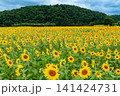 里山に咲き誇る満開のひまわり畑 141424731