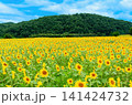 夏の青空と満開のひまわり畑 141424732
