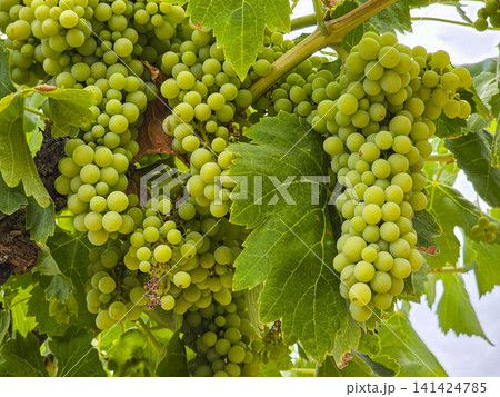 Green grapes grow in heavy clusters on the vine in Spain. The summer sun shines down on the vineyard, helping the grapes ripen and thrive on the warm afternoon. Green grapes grow in heavy clusters on the vine in Spain. The summer sun shines down on the vineyard, helping the grapes ripen and thrive on the warm afternoon. 141424785