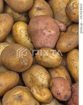Many raw unpeeled yellow and red potatoes collected from an organic farm after harvest. The potatoes are fresh and in natural forms, with soil on their surface. Many raw unpeeled yellow and red potatoes collected from an organic farm after harvest. The potatoes are fresh and in natural forms, with soil on their surface. 141424823
