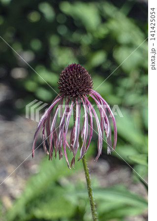 Single Pale Purple Coneflower with Reflexed Petals and Spiny Cone Single Pale Purple Coneflower with Reflexed Petals and Spiny Cone 141425054