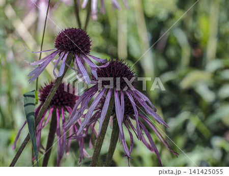 Close View of Pale Purple Coneflowers with Drooping Pink Petals Close View of Pale Purple Coneflowers with Drooping Pink Petals 141425055