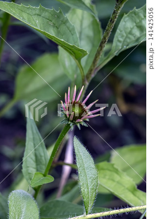 Developing Purple Coneflower Bud with Broad Green Leaves Developing Purple Coneflower Bud with Broad Green Leaves 141425056