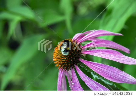 Close-Up Bumblebee Pollinating an Orange Purple Coneflower Center Close-Up Bumblebee Pollinating an Orange Purple Coneflower Center 141425058