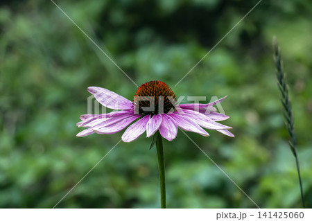 Single Purple Coneflower in a Summer Botanical Garden 141425060
