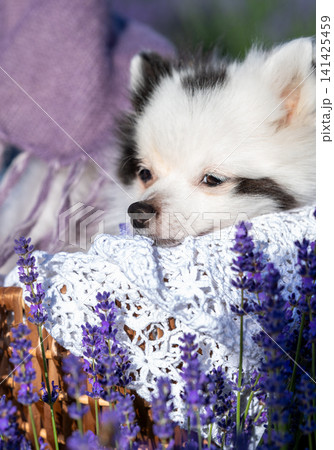 Cute White Pomeranian Dog in Wicker Basket Among Blooming Lavender Flowers Cute White Pomeranian Dog in Wicker Basket Among Blooming Lavender Flowers 141425459