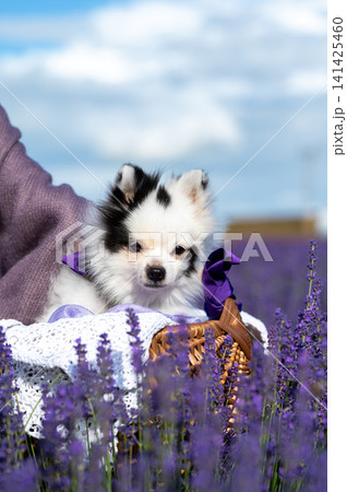 Cute White Pomeranian Dog in Wicker Basket Among Blooming Lavender Flowers 141425460