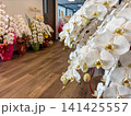 新築祝いの胡蝶蘭 141425557