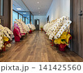 新築祝いの胡蝶蘭 141425560