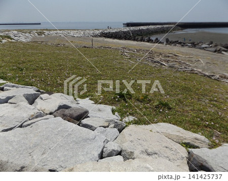 咲き進む検見川浜のハマヒルガオ 咲き進む検見川浜のハマヒルガオ 141425737