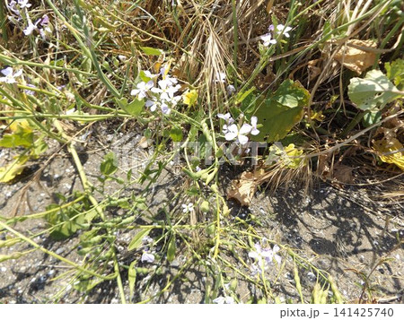 検見川浜の散歩道に咲く紫色の可愛い花は浜大根の花 検見川浜の散歩道に咲く紫色の可愛い花は浜大根の花 141425740