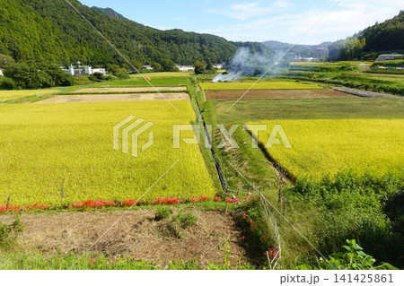 稲刈り前の棚田 緩い傾斜地 初秋の風景 山田川沿い 稲刈り前の棚田 緩い傾斜地 初秋の風景 山田川沿い 141425861