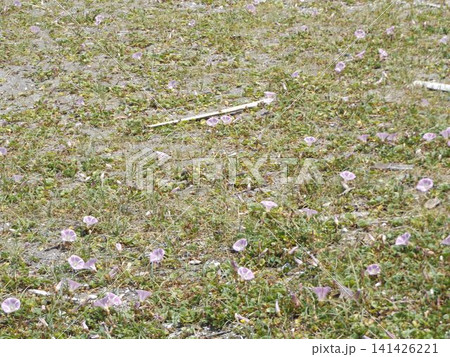 咲進む検見川浜の浜昼顔 141426221